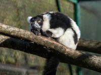 Schwarzweißer Vari Lemur
